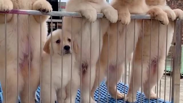 Dogs that play with each other