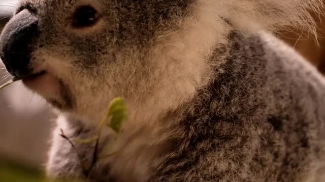 Koala eats leaves from a branch