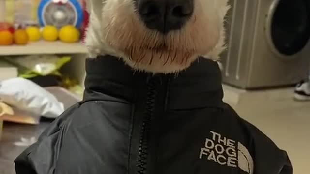 WHAT A SO CUTE DOG