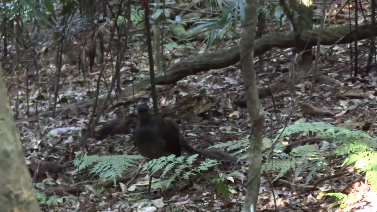 LYREBIRD DIARIES 9 by Stuart Leslie. Dorrigo National Park