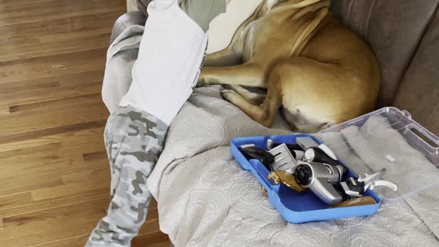 Boy Plays Dog Groomer with Patient Boxer