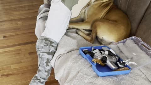 Boy Plays Dog Groomer with Patient Boxer