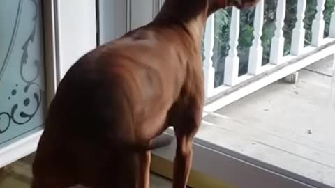 little angel at home