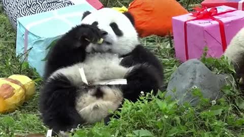 Can be lovely love pandas, who can not love