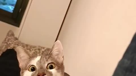 Cute Cat Peaking