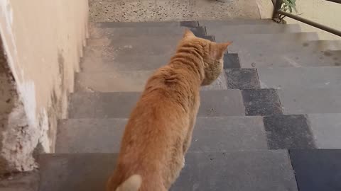 My cat is in rush to go out so he's requesting me to open the door