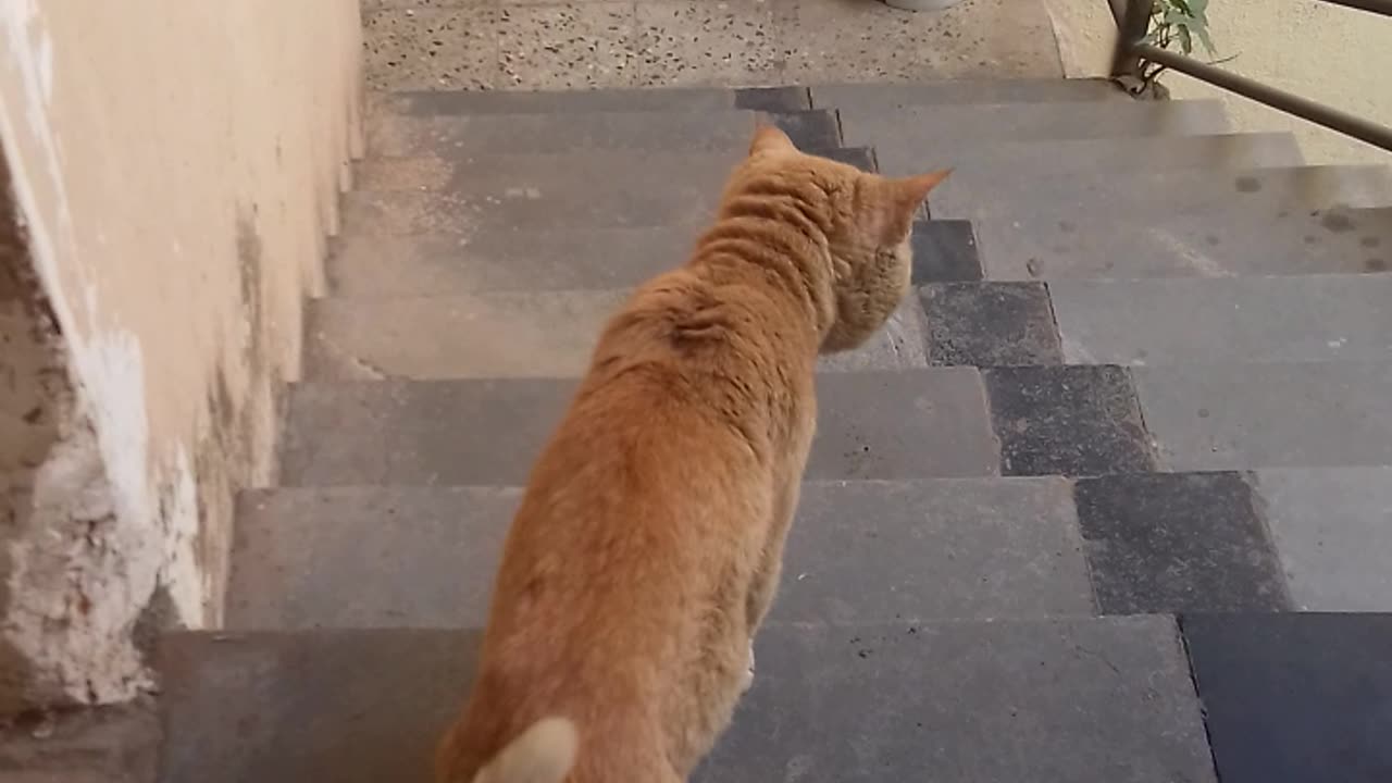 My cat is in rush to go out so he's requesting me to open the door