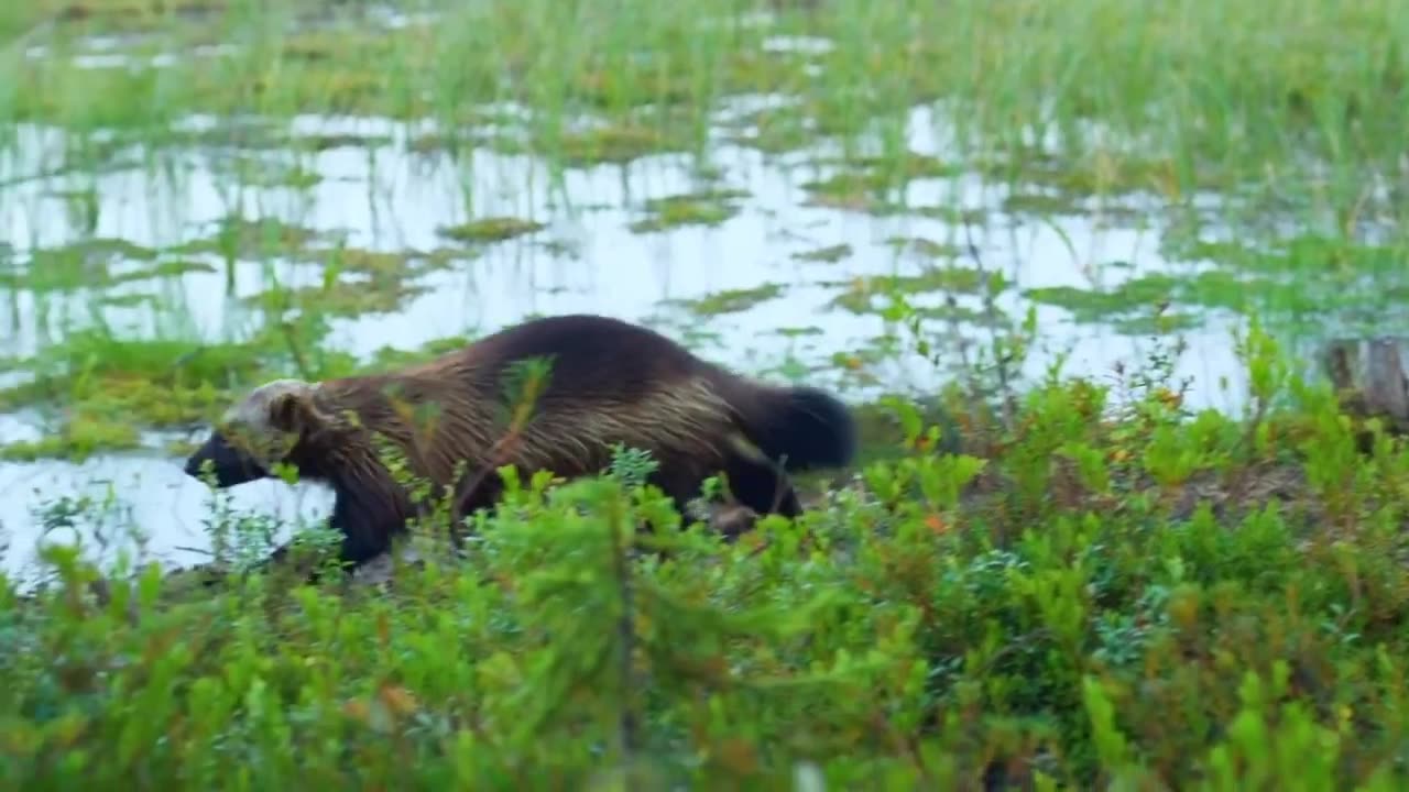 The Wolverine Power Animal.mp4