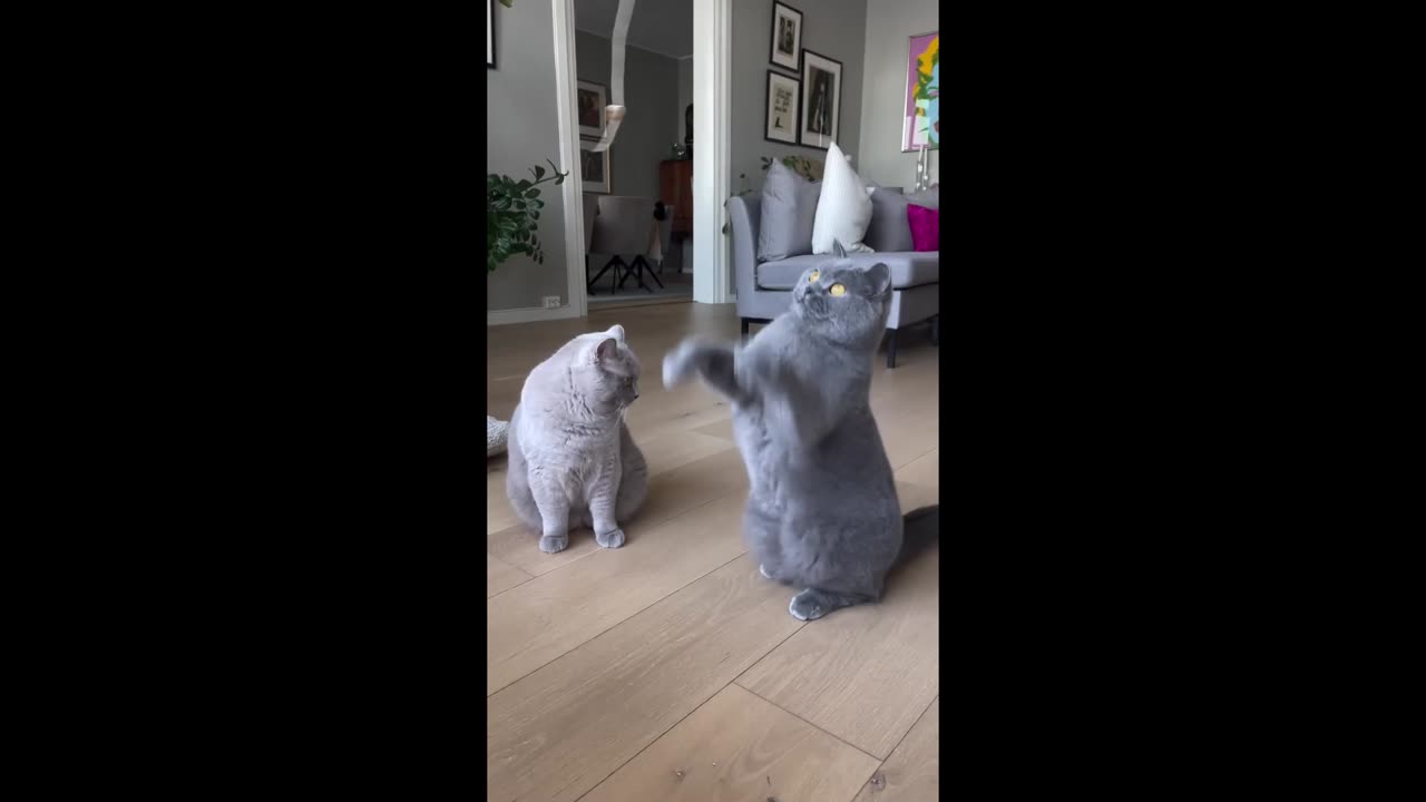amazing funny animal4