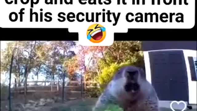 Marmot is enjoying the food while his on camera 😂 watch till the end.