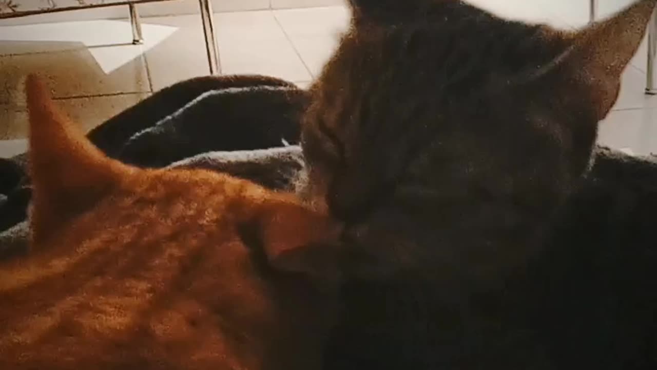 ❤️ 🐱🐈 #funny #cute #cat #kitten #love #friends #happy #shorts #viral #trending #subscribe
