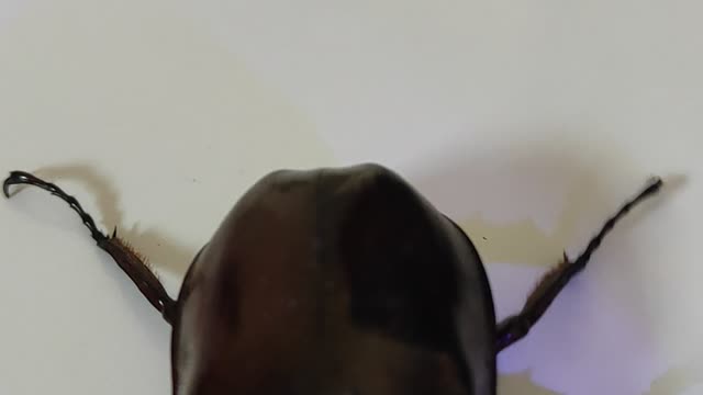 is this animal dangerous?