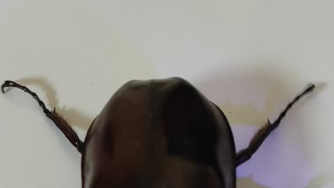 is this animal dangerous?