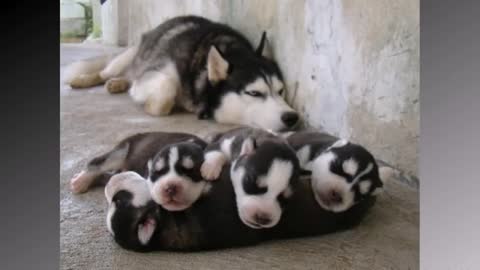 mommies that have many puppies