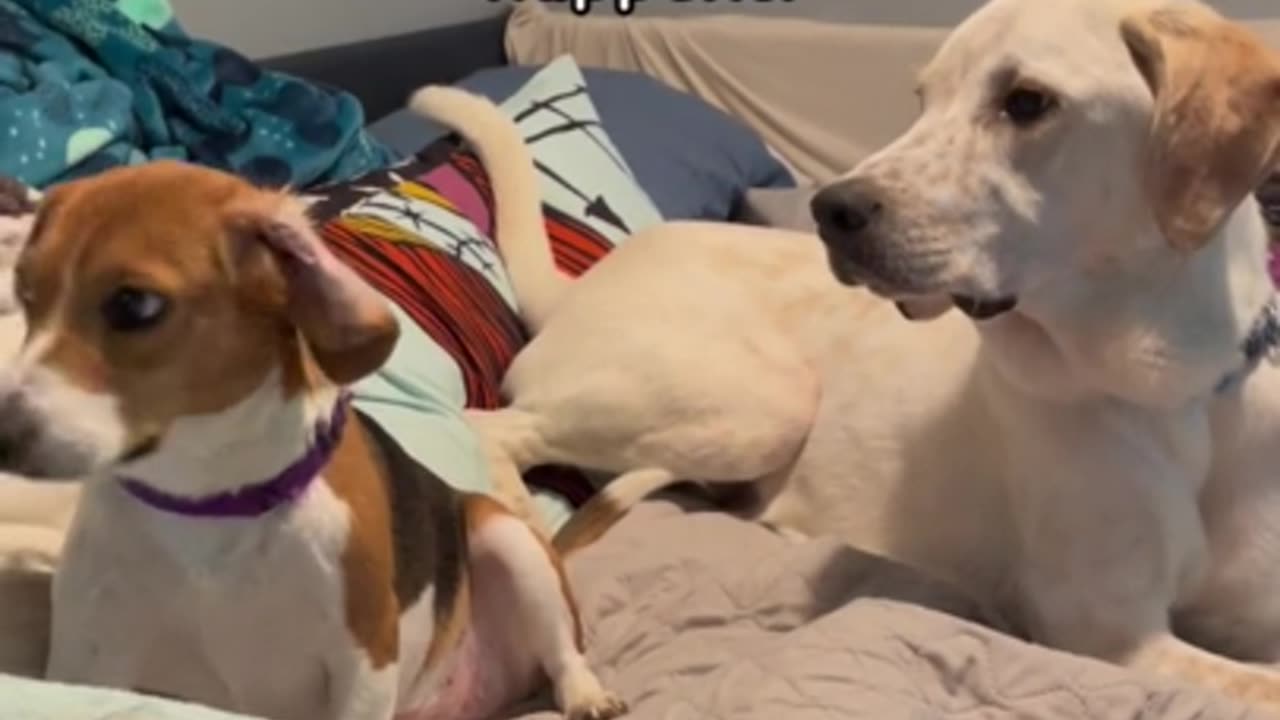 Mischievous pups engage in playful brawls when owner exits the room