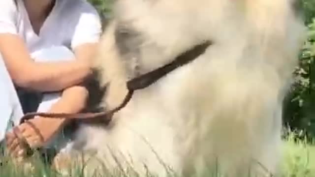 Funniest and Cutest Puppies