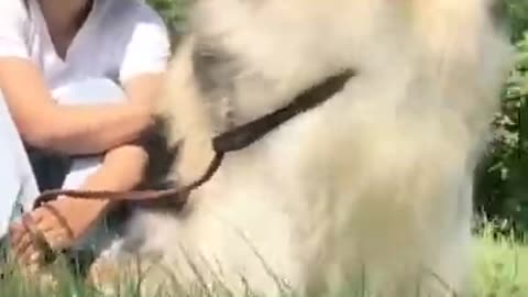 Funniest and Cutest Puppies