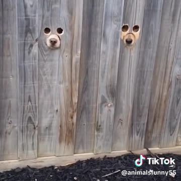 Funny animals compilation videos memes #21