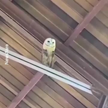 This owl loves church songs