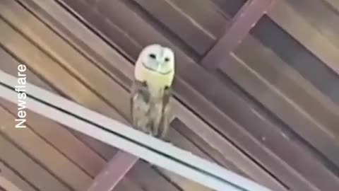 This owl loves church songs