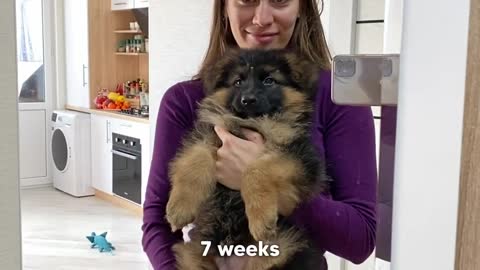 55_My German Shepherd's Puppy 6 Weeks Transformation