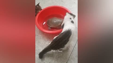 Must-watch funny video of the year