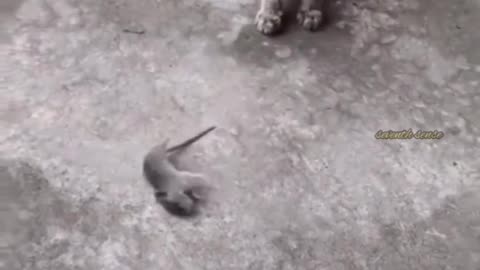 Funny animal clip