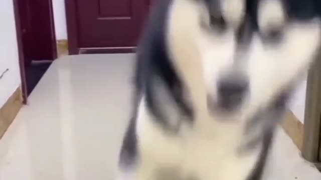 Do lover