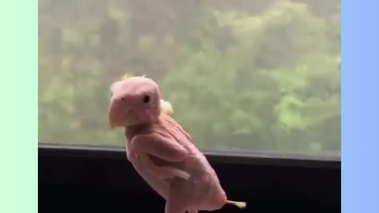 Cute And Funny Animals!!