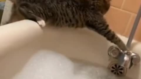 Cat Jump Into Water