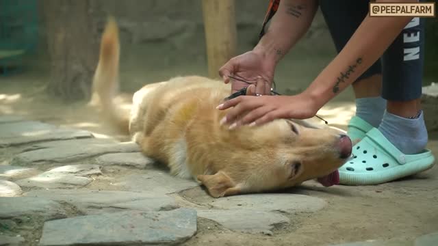 DOG TRANING