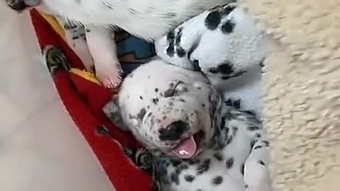 I didn't realize the blanket was a puppy with perfect paw prints