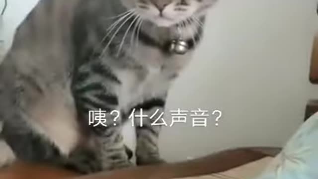 Why disturb me # funny video # cats #Shorts