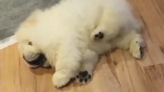.A dog who likes tickling himself.