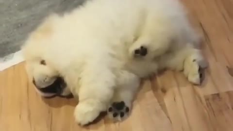 .A dog who likes tickling himself.