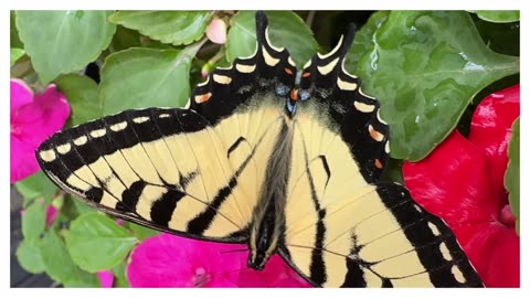 Butterfly at Sweet Meadows