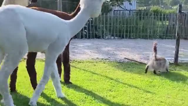 Curious Alpacas Investigate Kitty