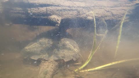 Snapping Turtle