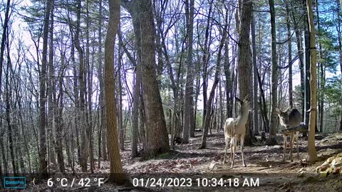 The Woods – 01/25/2023