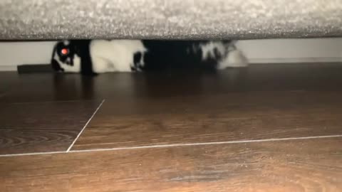 Roaming Bunny Sliding Underneath Couch on His Belly