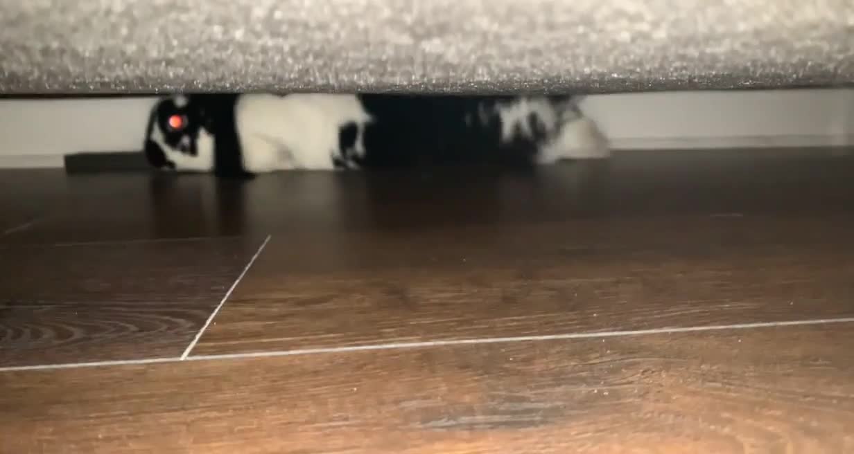 Roaming Bunny Sliding Underneath Couch on His Belly