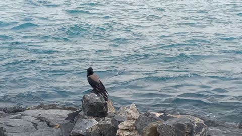 A crow standing on the rock by the sea