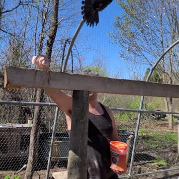 Flock it Farm: pigeon in slow motion