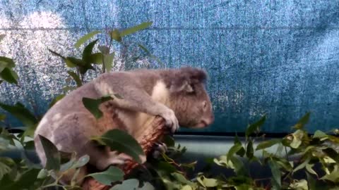 Cute & Cuddly Koala Fight at Sydney Wildlife Encounter