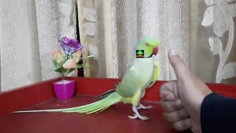 Tiger Ringneck Parrot Love To Dance With My Hand - Tiger So Funny And Dancing Ringneck Green Parrot_