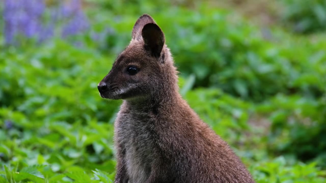 Red Kangaroo