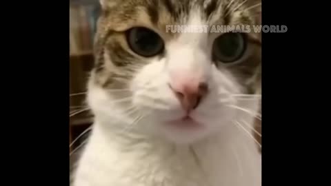 Funny Cats And Dogs Videos 😁 - BEST Funny Animal Videos 2024 🥰