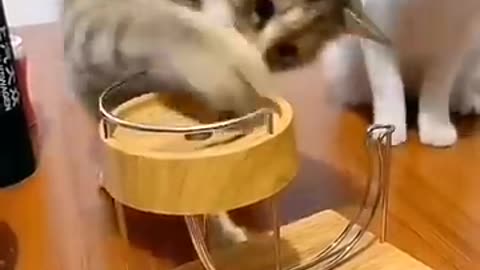 Funny cat meme compilation