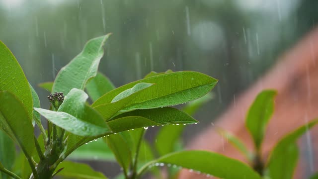 Close Up Shot Drops of rain falling on leaves