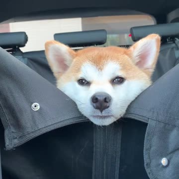 Funny dog 🐶 take him out ! Joy Funny Factory